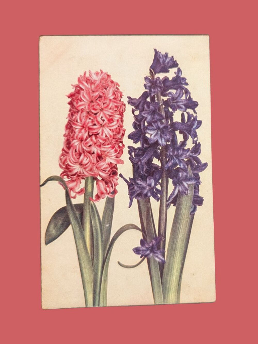 10/$25 Antique 1910 Postmarked Golden Age Floral Hyacinth Flowers Postcard